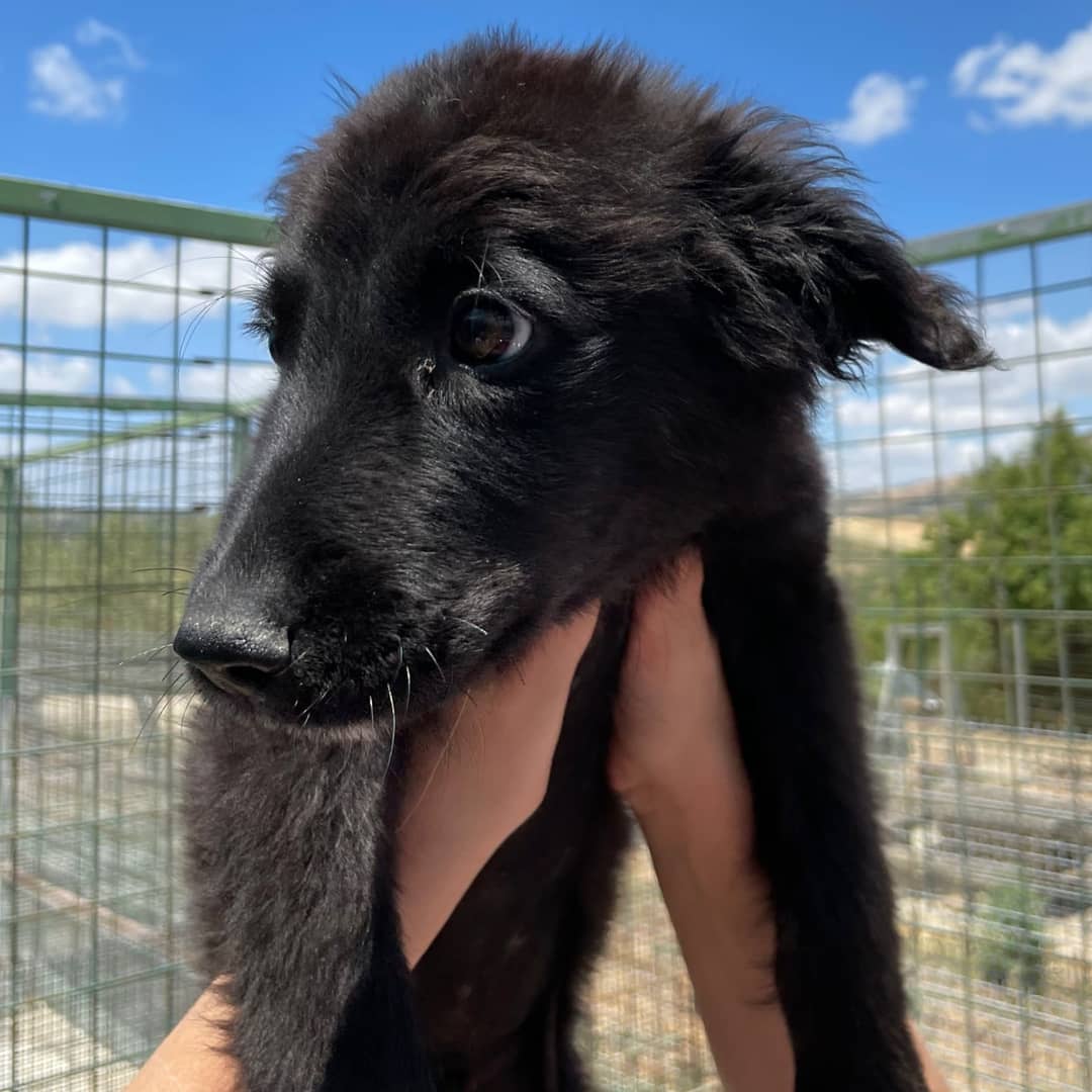 ohanarifugio's tweet photo. 🐕 Ignazio vi sta aspettando: siete voi la sua famiglia? 

Ignazio è una taglia media di tre mesi che cerca casa. Al momento si trova in canile ed è appena rimasto da solo nel box. È dolcissimo, gli troviamo una famiglia? 

📞 Info: esclusivamente via Whatsapp al +39 349 4918516 https://t.co/lIWbdU9A9k