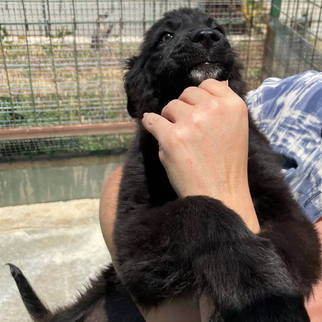 ohanarifugio's tweet photo. 🐕 Ignazio vi sta aspettando: siete voi la sua famiglia? 

Ignazio è una taglia media di tre mesi che cerca casa. Al momento si trova in canile ed è appena rimasto da solo nel box. È dolcissimo, gli troviamo una famiglia? 

📞 Info: esclusivamente via Whatsapp al +39 349 4918516 https://t.co/lIWbdU9A9k
