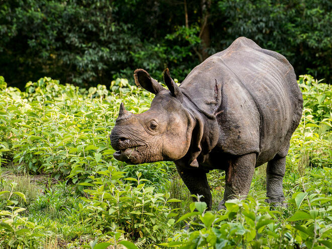 Nepal’s rhino population increases by 16%—a sign of hope for the species.

hubs.ly/H0Nw5Zz0

#maropostcares #hope #rhino #animal