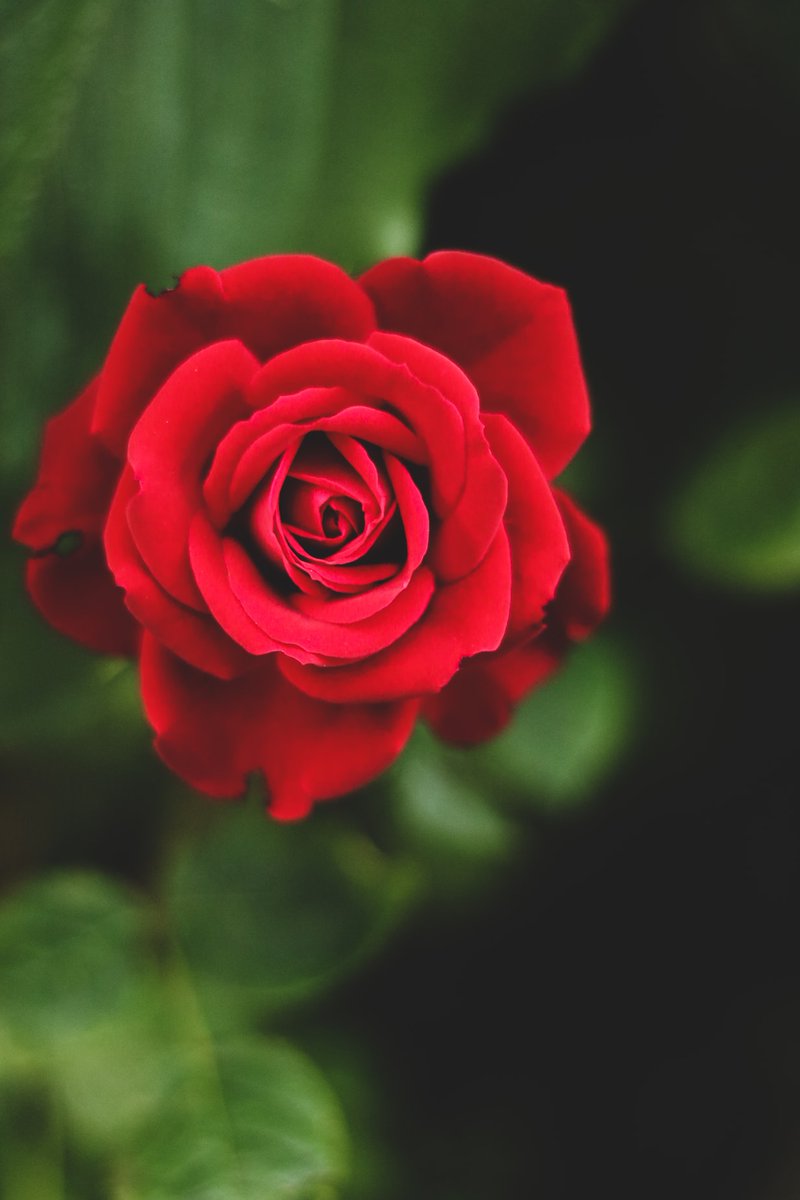 ALEThePoet's tweet photo. She's narually a Rose 🌹
While other girls
Can only wish
to be her petals ~
I call her,
poetry

-@ALEThePoet 

#micropoetry #poetry #poet #poem https://t.co/w4QanLB0X2