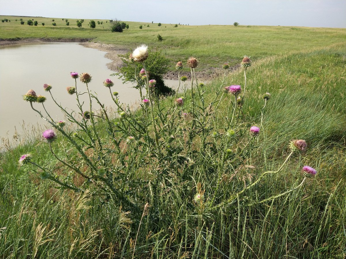 BBeisner's tweet photo. I know we are not supposed to h-a-t-e, but I truly h-a-t-e #MuskThistle! #Medusa like noxious weed. https://t.co/WLsIBMQUtS