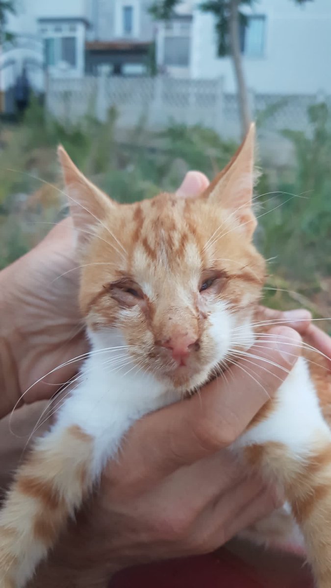 Çok acil, kör bebek kedi için geçici/kalıcı yuva aranıyor. Göz çukurları boş dediler. Görmedim henüz zira ben bulmadım. Bilen biliyor, evim dolu. Lütfen beni çaresiz durumda bırakmayın 😔 
İzmir 0537 955 52 99