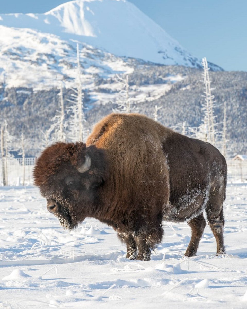 What’s in a wood bison hump? Muscle! They require strong muscle to control its large head as it sweeps aside snow with its face to get to the sedges below. PC: Doug Lindstrand

#alaska #awesomeearth #bestnatureshots #wildlifepics #wildlifefriend #wildliferefuge #discoverwildlife