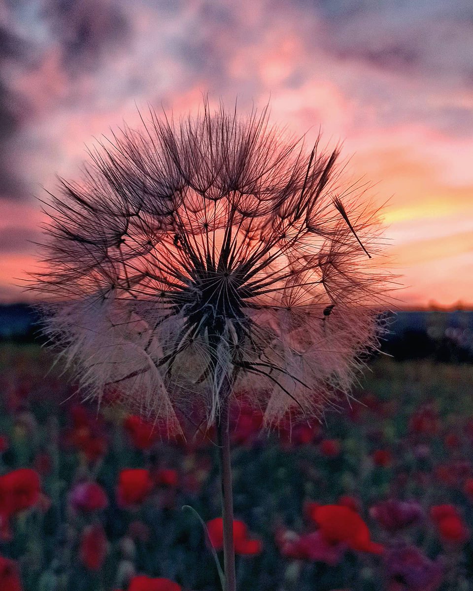 DominiqueHanzl's tweet photo. I love summer colours #Summer2021 #SummerVibes #sunrise #sunshine https://t.co/nh3VdeP7LI