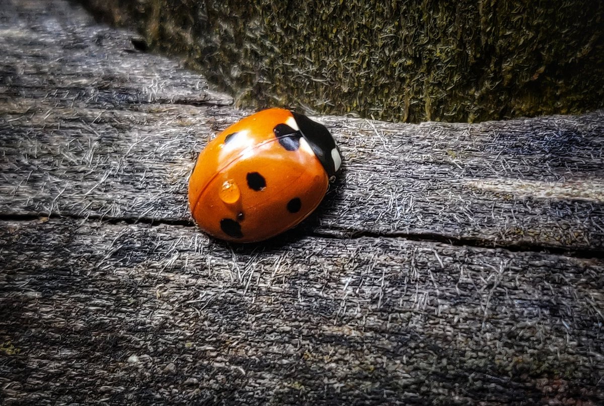 AloeMountain's tweet photo. An extra spot
🐞🐞🐞🐞🐞
#ladybug  #waterdroplets https://t.co/o5C6gNlf7Q