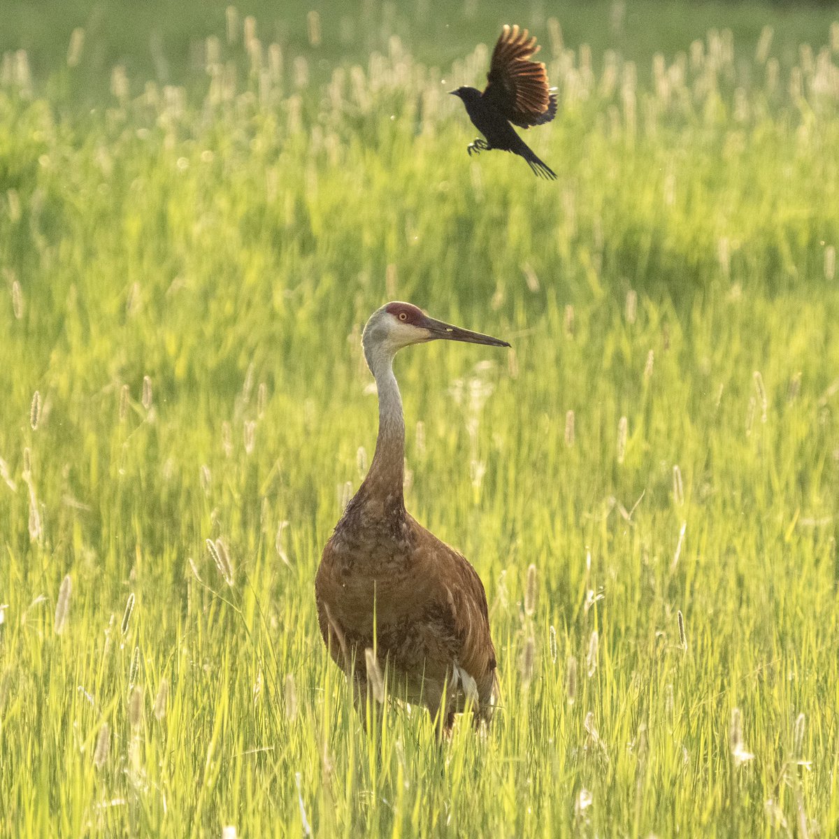 BirdsAndBinocs's tweet image. Evidently not everyone appreciated this appearance from a #SandhillCrane at #SwanerPreserve as much as we did... #TurfWars #RedWingedBlackbird

#parkcity #utah #utahwildlife #birdsofutah #birdsofparkcity #utahbirding #birds #birdwatching #birding #birdphotography #Olympus