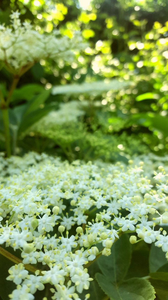 Still a few spots for this weekend's hedgerow wildfoodwalk.....link to the website in the bio....elderflower enjoying the wicklow sunshine         #superfresh #nadur #wicklow #wicklowwildfood