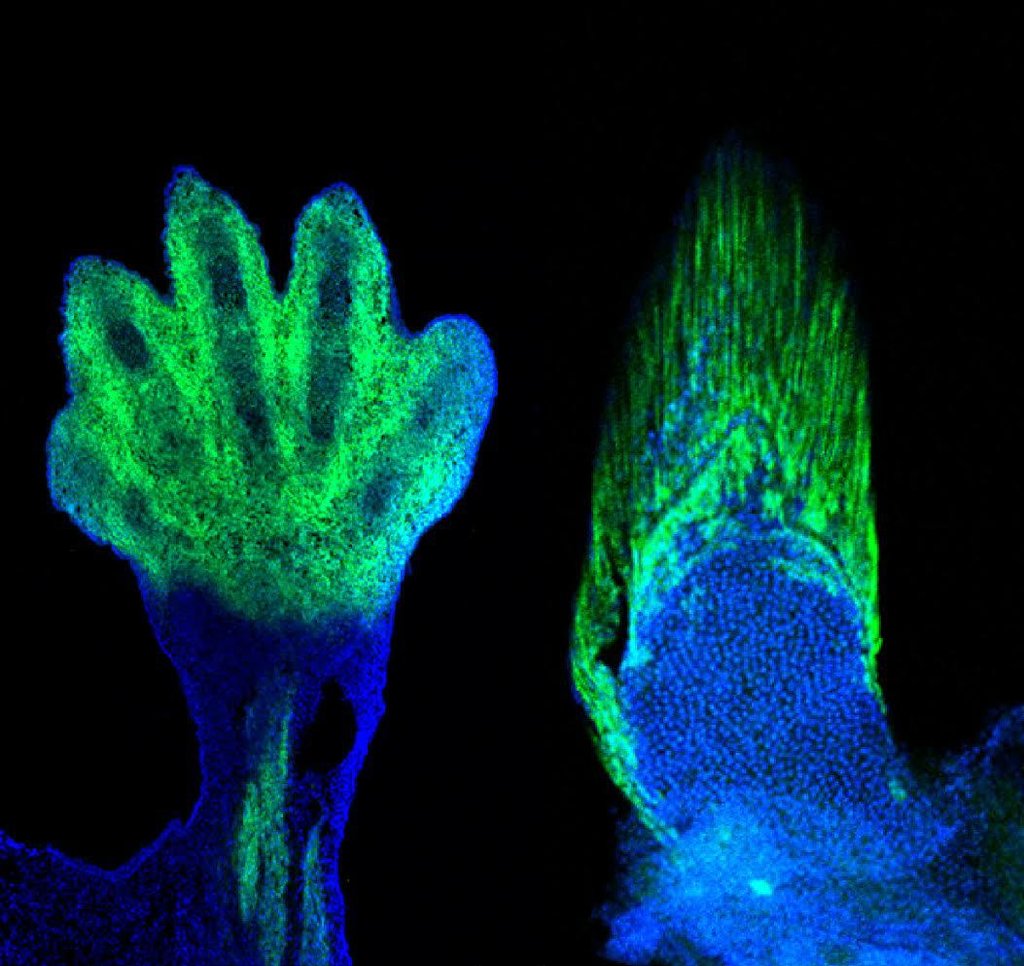 NeilShubin's tweet photo. Announcing 2 3-year postdocs in the Shubin Lab!  Interested in evolutionary and functional morphology, paleo CT analysis and polar expeditions?  Or developmental biology, gene function, regulation and evolution?  Or both?  https://t.co/pywwCHLVjp. Email me at nshubin@uchicago.edu https://t.co/yQmtJASkas