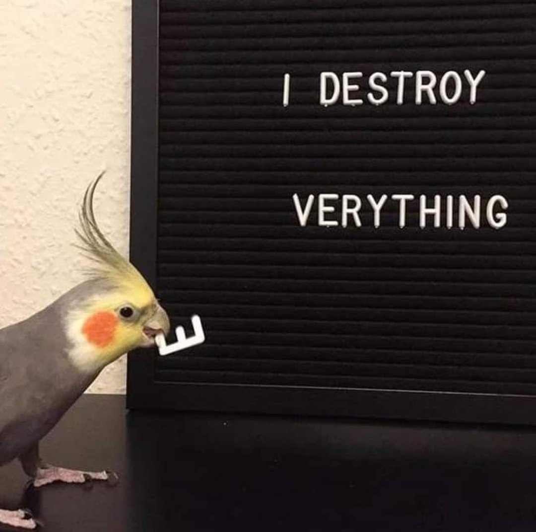 Birds With Threatening Auras (@aurasbirds) on Twitter photo 