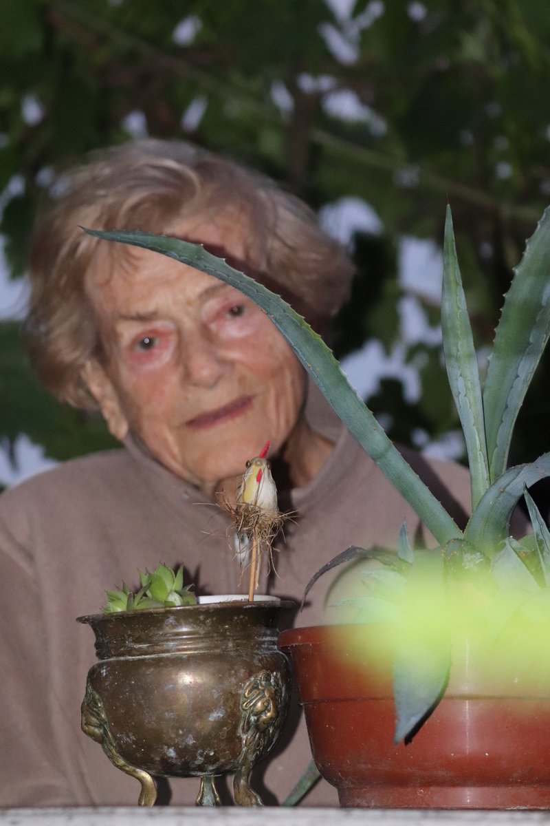 collectingsmile's tweet image. Imieniny  Alicji  z krainy  czarów czyli  zdjęcie  Mamy  robione  nocą  tuż  przed  północą  #alicja  #alicjazkrainyczarów #aliceinwonderland #imieniny #imieninyalicji