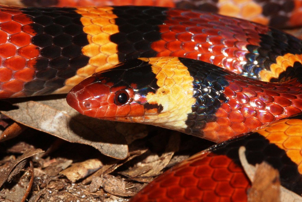 MyFWC's tweet photo. Worried a #snake you see is venomous? Check out our Snake ID photos: https://t.co/jlEhkCBn2l https://t.co/EnnGUvAMvC