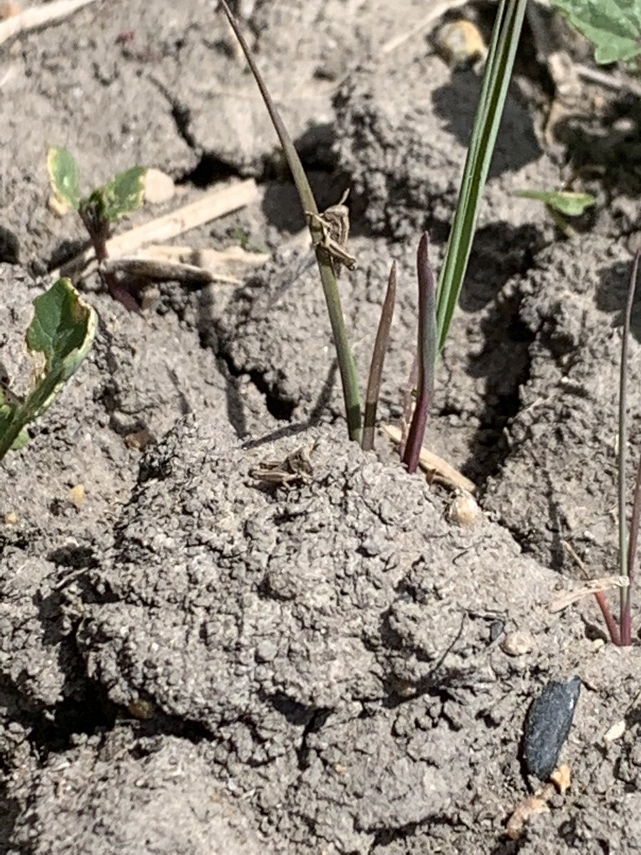 The grasshoppers are very tiny but they are out. #skag #westcdnag <a href="/TylerWist1/">Tyler Wist</a>