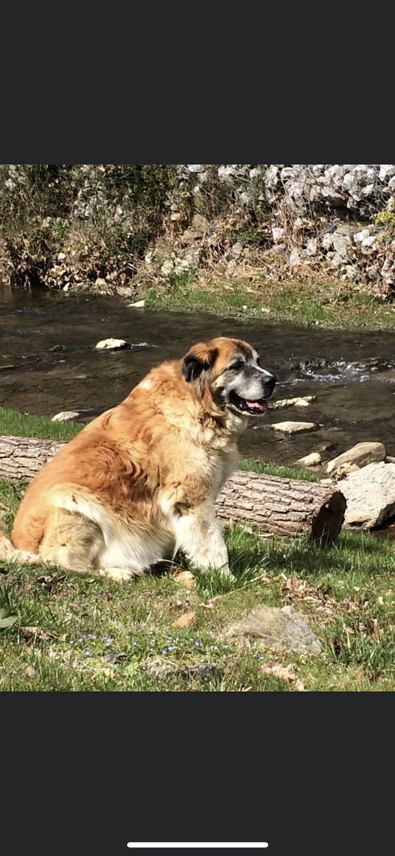 Alice Lloyd College Eagles tweet media