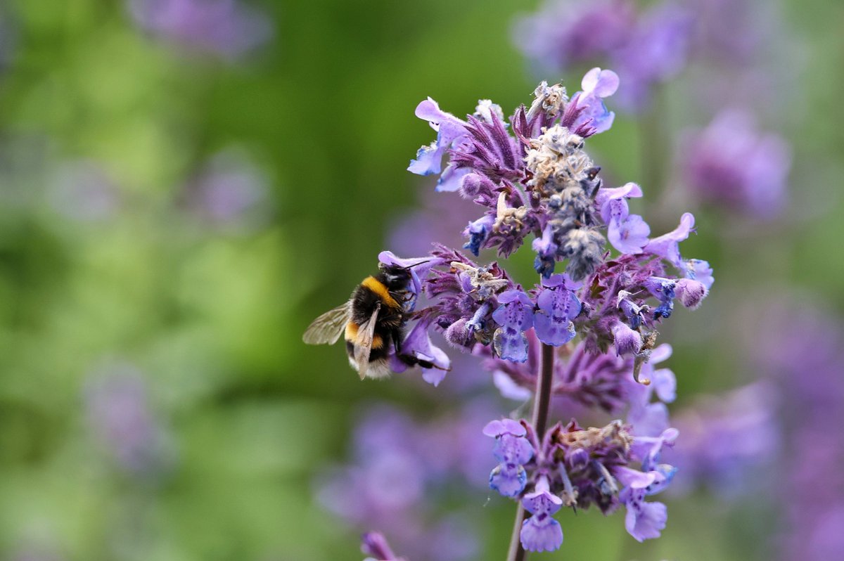 snug within tweet media