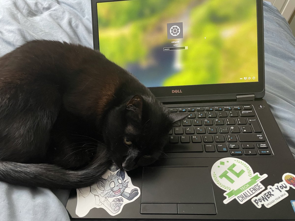 IzzyShadowCat's tweet photo. @Redtigger101 @UnitedSpaceCats I’m very helpful when the woman in my house is working too! https://t.co/t4upa2EliT