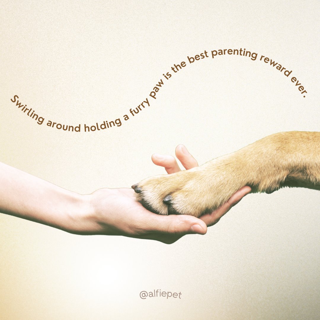 We love being pet parents so much, it brings so much joy to our hearts! 🏡  --\u2060 #petproducts #whatyourpetneeds #petcare #petneeds #trettos #dogtravel  #travelcarriers #doggoproduct #petproducts #whatyourpetneeds #petcare  #petneeds, image size:1080x1080