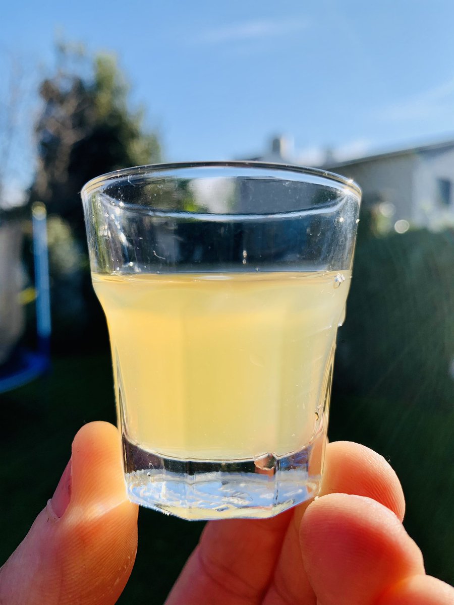 PachaBeer's tweet image. Nueva Hazy Strong Pale Ale (BA-2020BSG-GI-E)!!! D.O.: 1053, sin lúpulo en el lado caliente y técnica de dip hopping. A fermentar... 🍻!!!!