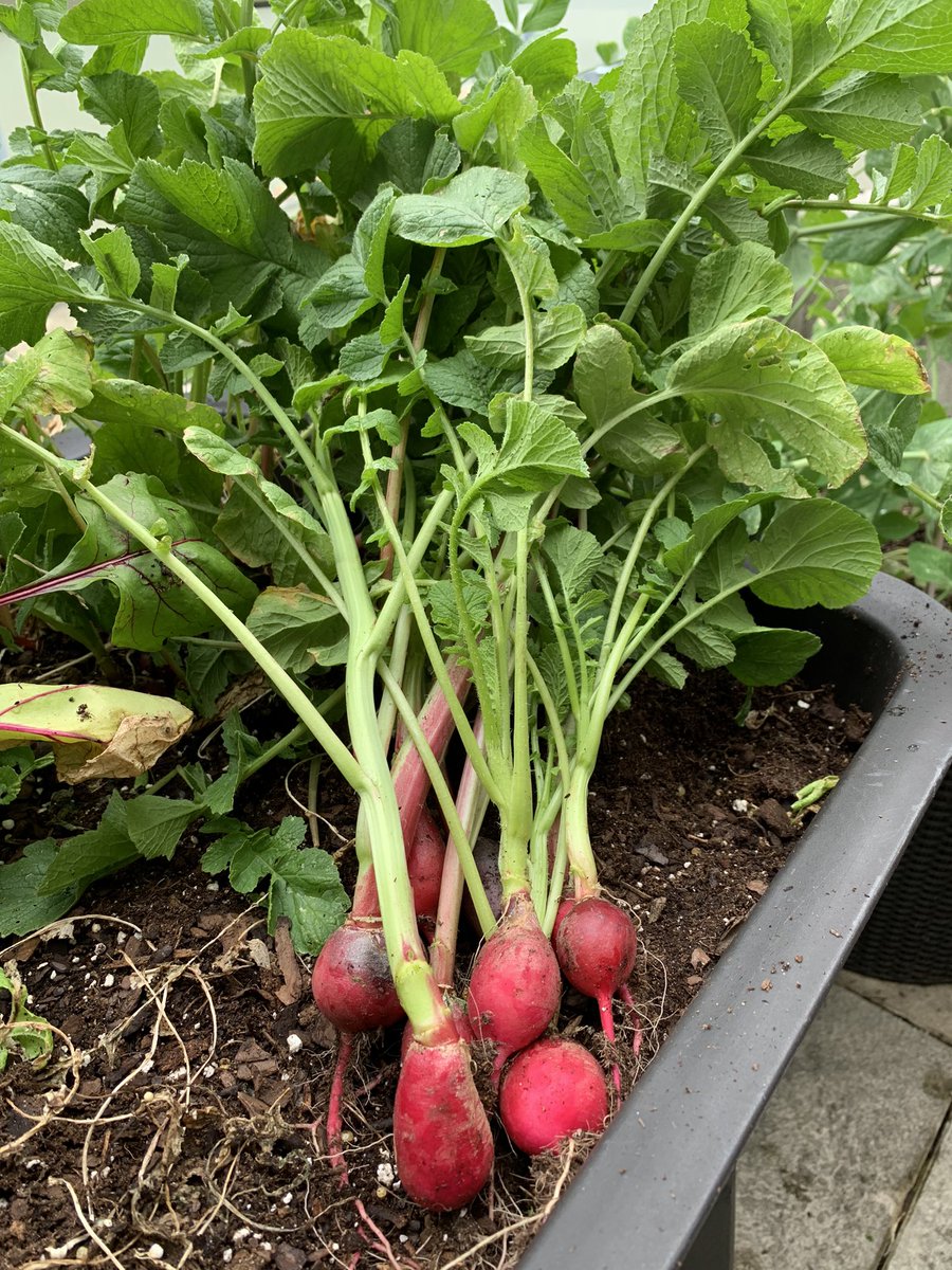 shyratedesco71's tweet photo. Ivy Tech Lawrenceburg Terrace Garden survived the weekend storms.  We have peas and radishes for the Clearinghouse food pantry and the zinnias are starting to bloom. https://t.co/W740Pr9vDk