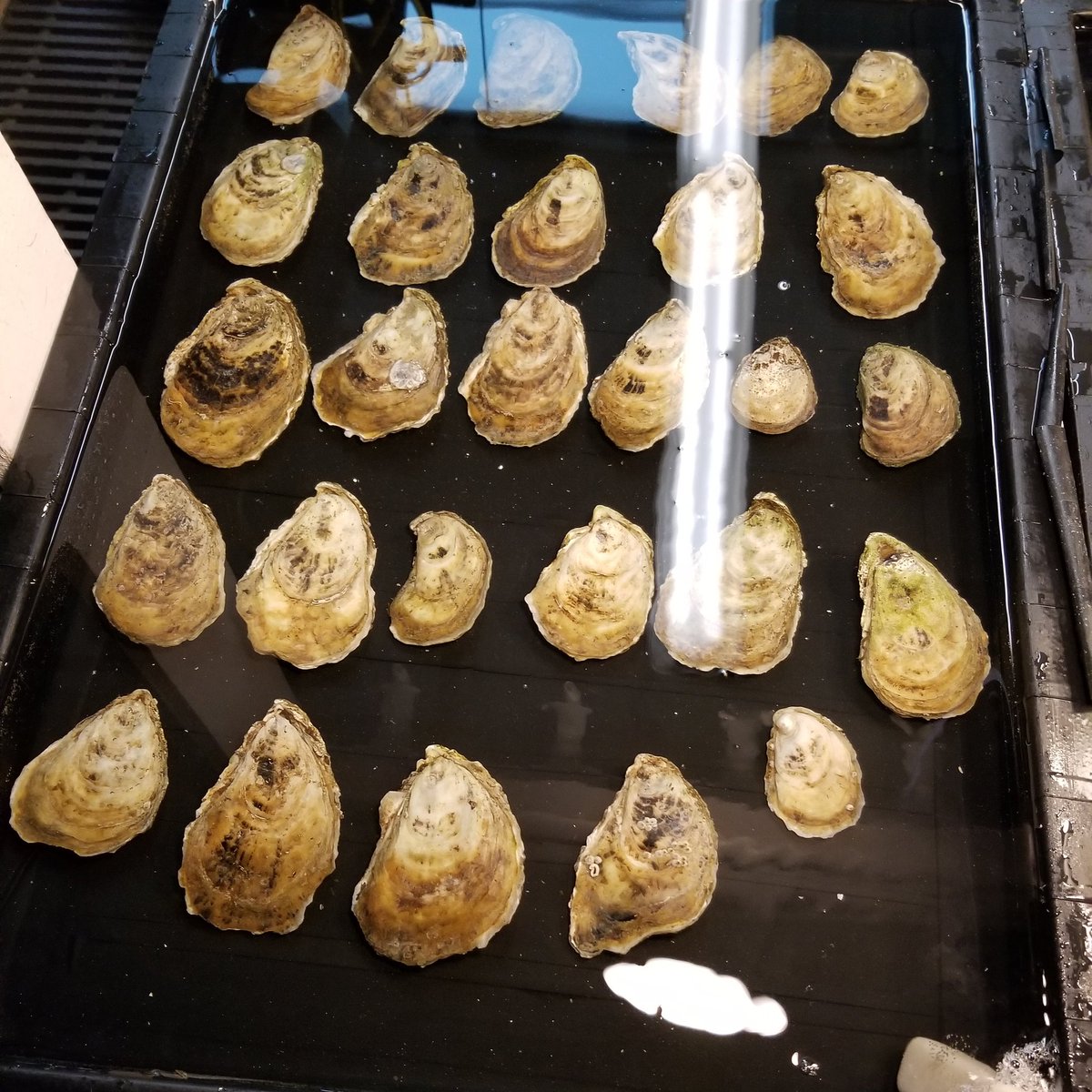 401scuba's tweet photo. Today was our 16th #oyster #spawning event of the year with our 7th lineage of oysters. We had 15 events by mid-March. These #larvae are earmarked for various #research projects and to restock our #FerryCliffe #Farm
#Shellfish #Hatchery #Aquaculture @rwusciences #NarragansettBay https://t.co/vZs1wCC8RB