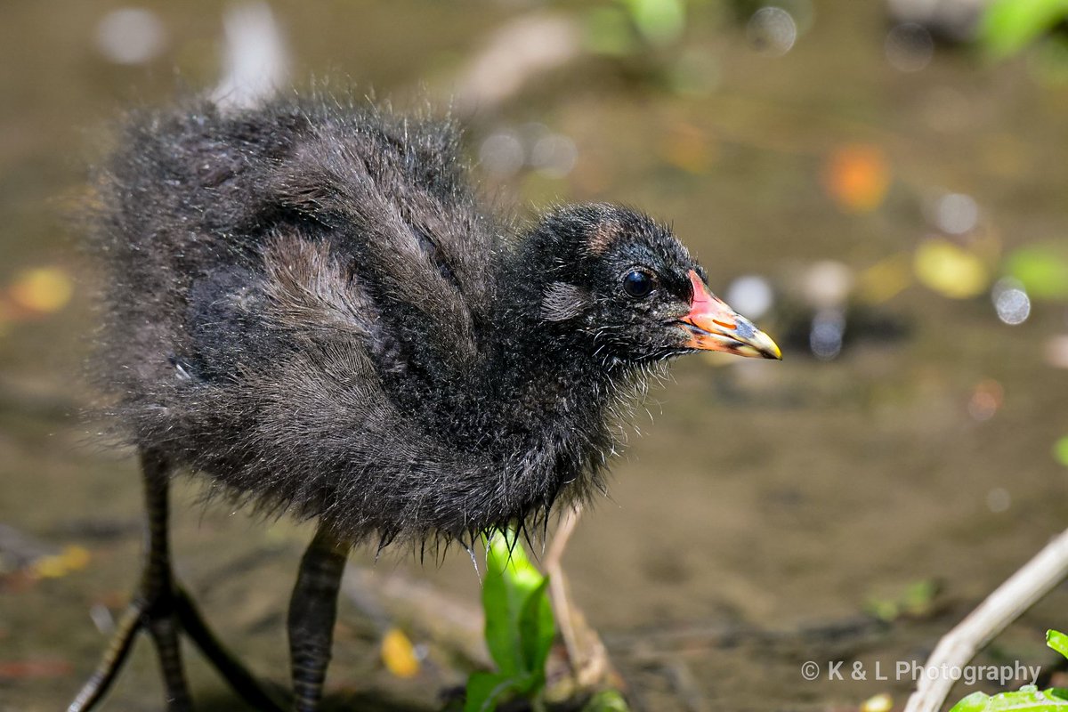 A baby moorhen. @WWTLlanelli @BBCSpringwatch @WildlifeMag #birdphotography #birdwatching