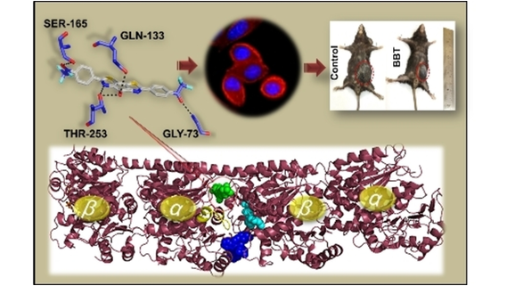 ChemMedChem's tweet photo. A Small Molecule with Bridged Carbonyl and Tri-fluoro-aceto-phenone Groups Impedes Microtubule Dynamics and Subsequently Triggers Cancer Cell Apoptosis (Ghosh) @Iitjsglab https://t.co/WXBRAQIFim https://t.co/a1txKwDekm