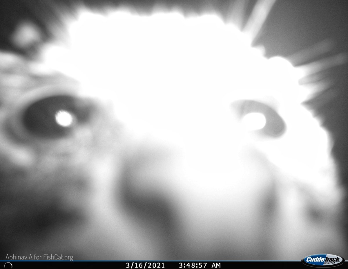 Our camera traps in India caught sighting of a fishing cat (Prionailurus viverrinus) taking a closer look at our cameras! Fishing cats are elusive animals but can be found in the wetlands and mangrove forests of South and Southeast Asia. We hope to see more photos in the future!