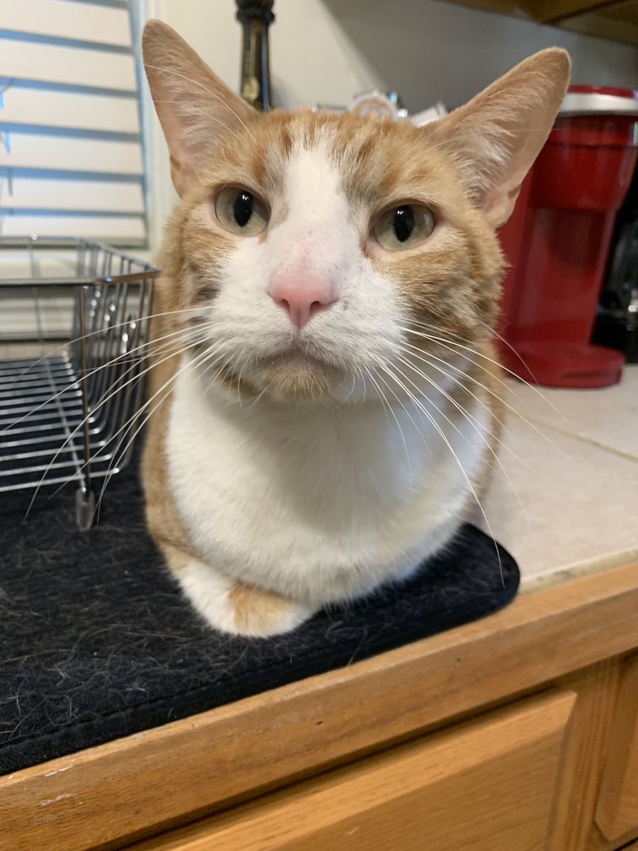 rileysschubert's tweet photo. this is Michelangelo. he is a strong &amp; curious big boy. he enjoys head rubs &amp; flopping over on the ground for tummy pats. Mikey also loves helping you make dinner while sitting on the counter. https://t.co/D8yrvBPR67