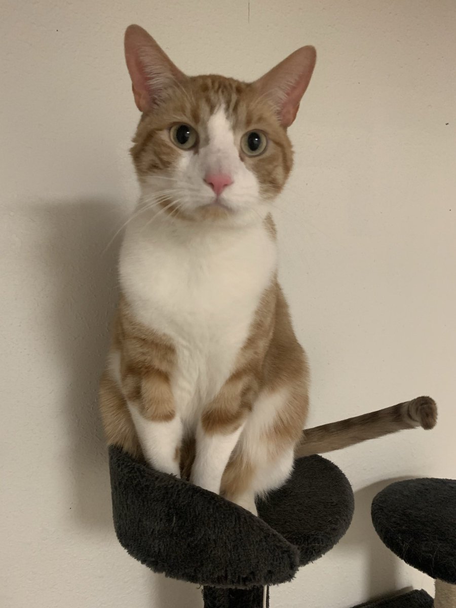 rileysschubert's tweet photo. this is Michelangelo. he is a strong &amp; curious big boy. he enjoys head rubs &amp; flopping over on the ground for tummy pats. Mikey also loves helping you make dinner while sitting on the counter. https://t.co/D8yrvBPR67