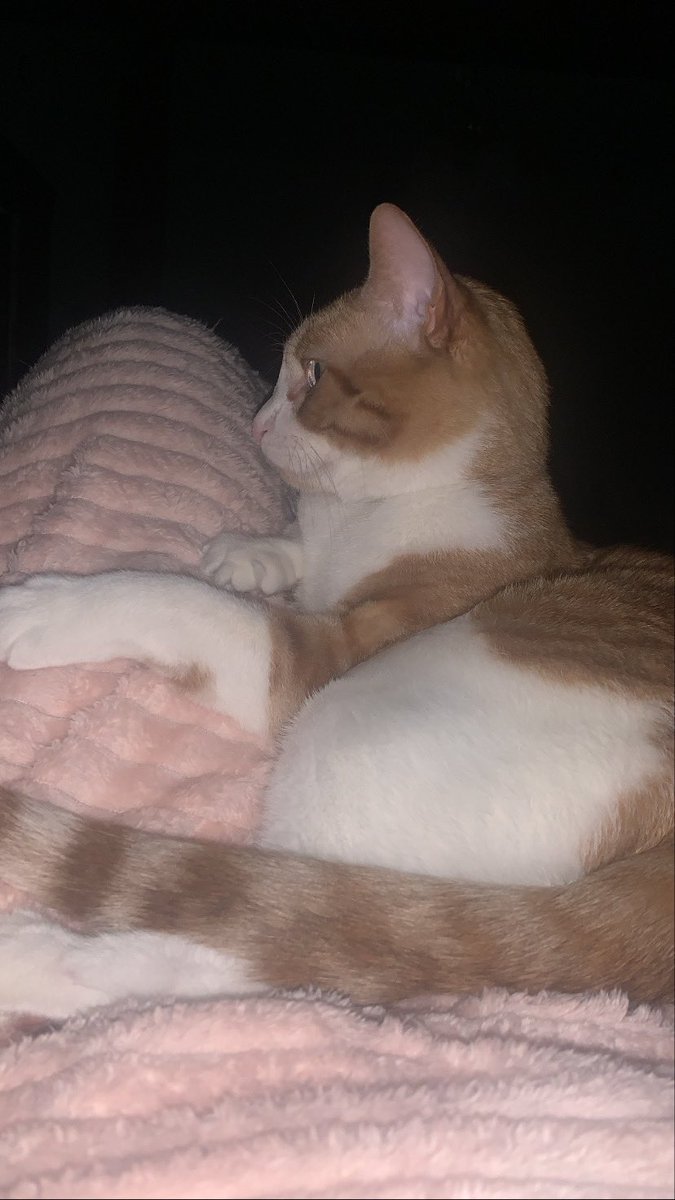 rileysschubert's tweet photo. this is Michelangelo. he is a strong &amp; curious big boy. he enjoys head rubs &amp; flopping over on the ground for tummy pats. Mikey also loves helping you make dinner while sitting on the counter. https://t.co/D8yrvBPR67