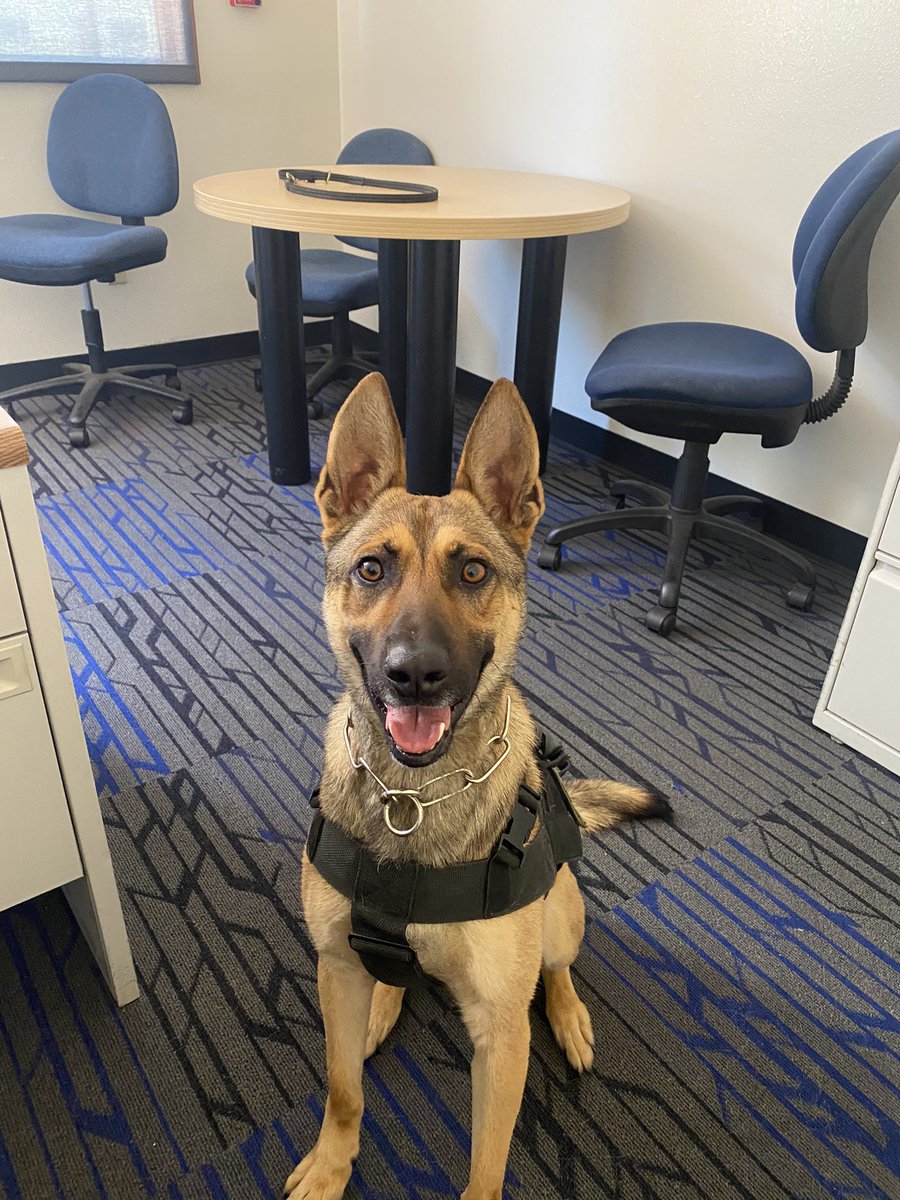 Today is national selfie day, so I had to jump on this trend. Hopefully I did this right. Took awhile to figure out the camera stand and timers. #vvusdpdk9 #k9softwitter #k9life