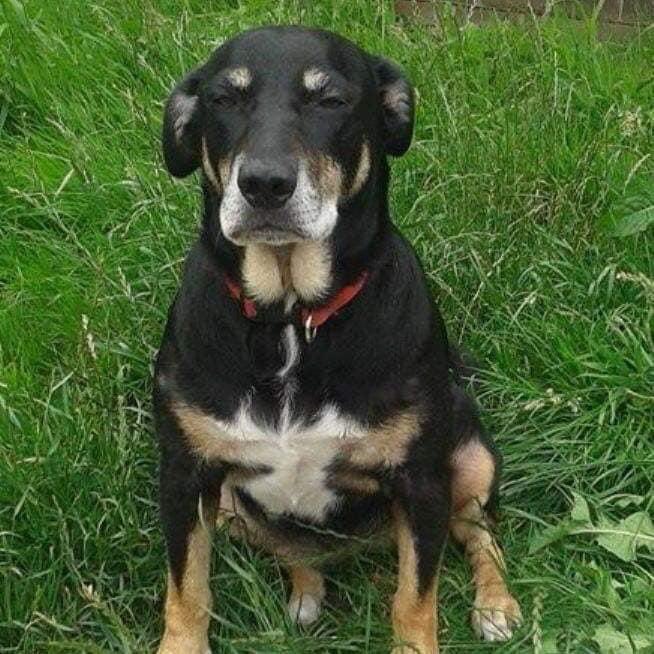 molliepug2's tweet photo. 🆘Panda Dog is Missing! 07513188448 @Find_Panda 

https://t.co/YaZukhgwNZ https://t.co/FR6hO2cMEo