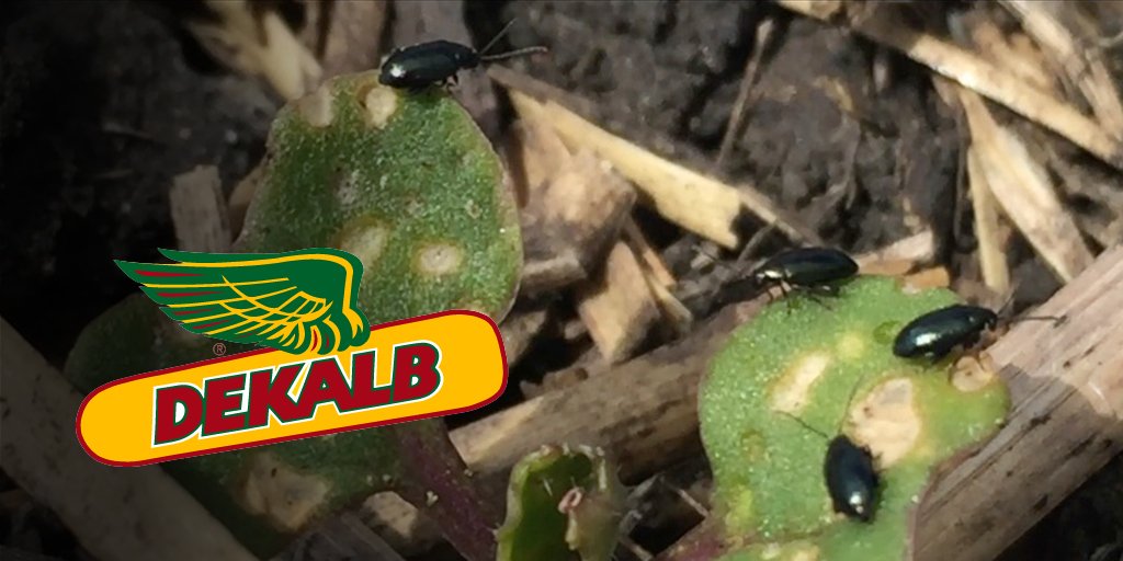 DEKALB_Canada's tweet image. If you sprayed #Decis for flea beetles on your DEKALB canola this year, call 1-844-250-9362 before June 30th to determine if you qualify for a rebate on Decis. Call today 📞