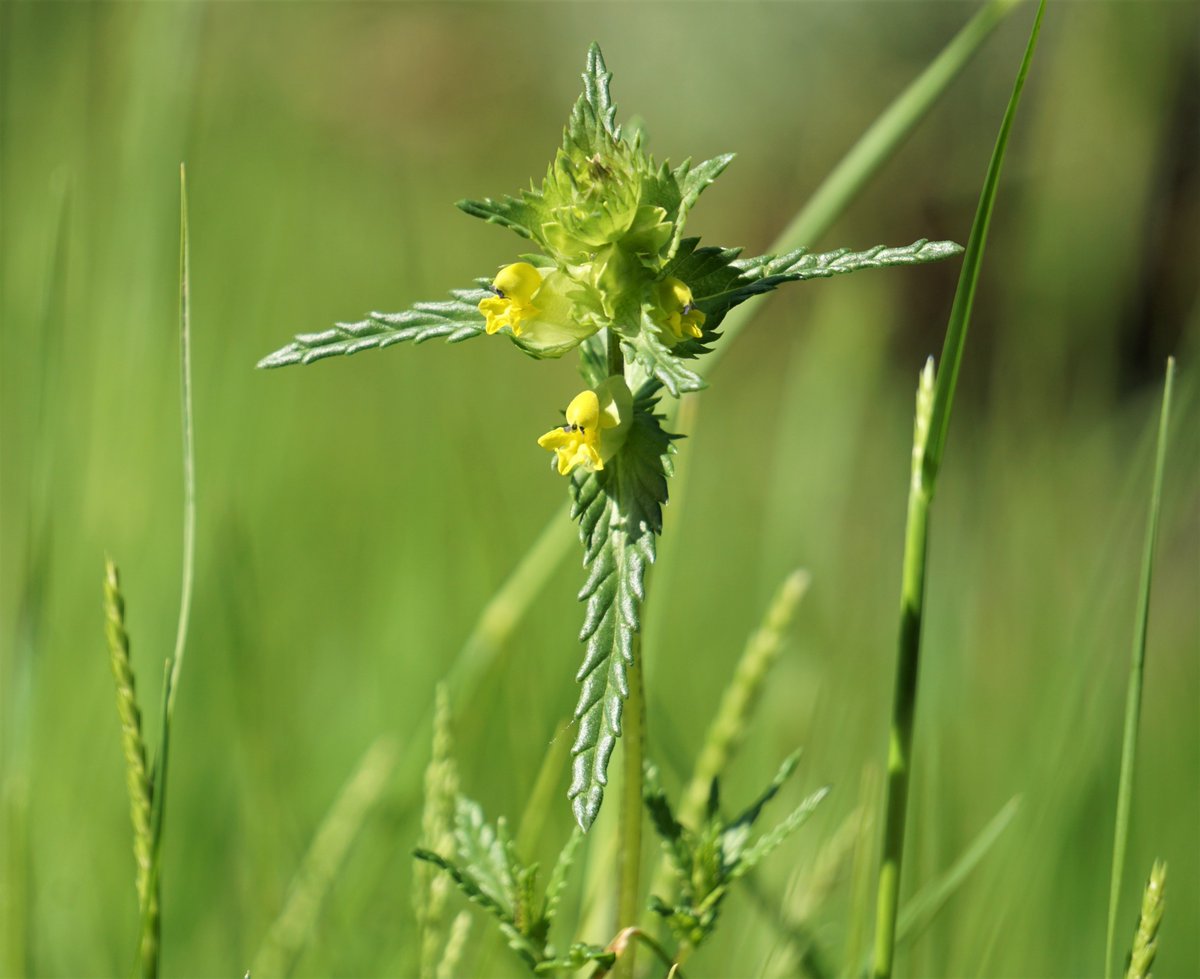 Yellow rattle, the meadow-maker,  sown in August 2020. (Seeds must be sown fresh). It will allow wildflowers to gain a hold...my  wildflower meadow is just a tiny patch, but even at that, i see a huge increase in beneficial insects 
#GardensHour  #YellowRattle #GardenersWorld