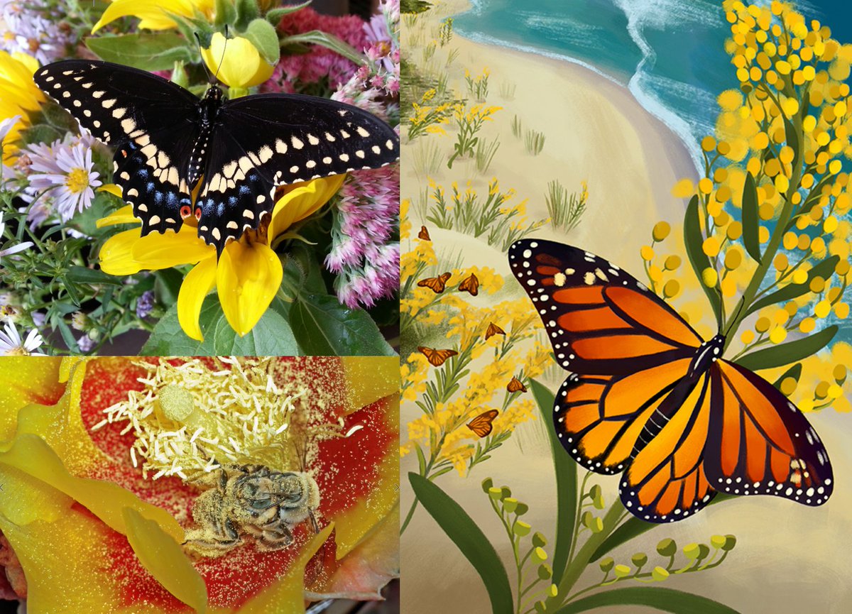 Inspired by pollinators? 

Submit your photography, painting, drawing, sculpture, ceramics, and crafts to the #PowerInPollinators 2022 Party Calendar contest now: bit.ly/2UpsR6Q