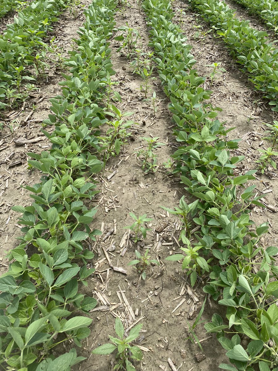 Waterhemp averages ~250,000 seeds/plant, but can be over 1 million. Slow early growth and heavy rainfall leading to several escapes b4 canopy. With <a href="/PioneerSeeds/">Pioneer Seeds U.S.</a> Enlist E3 soybeans we still have the #FreedomToSpray through R2, do you?