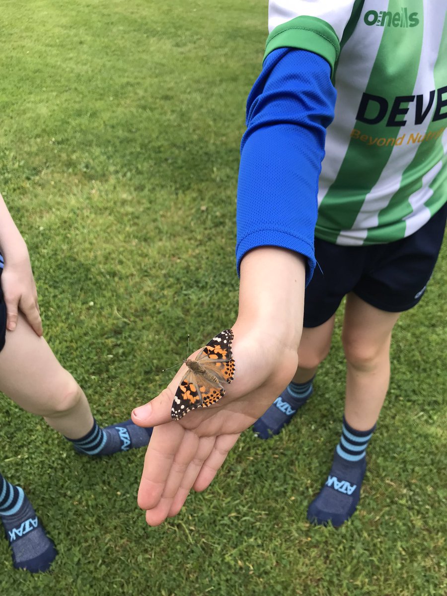 DeborahShankey's tweet photo. Great to watch our 5 baby caterpillars transform into 5 beautiful butterflies, we released them last week #insectloreEU https://t.co/GjUCHWBrck