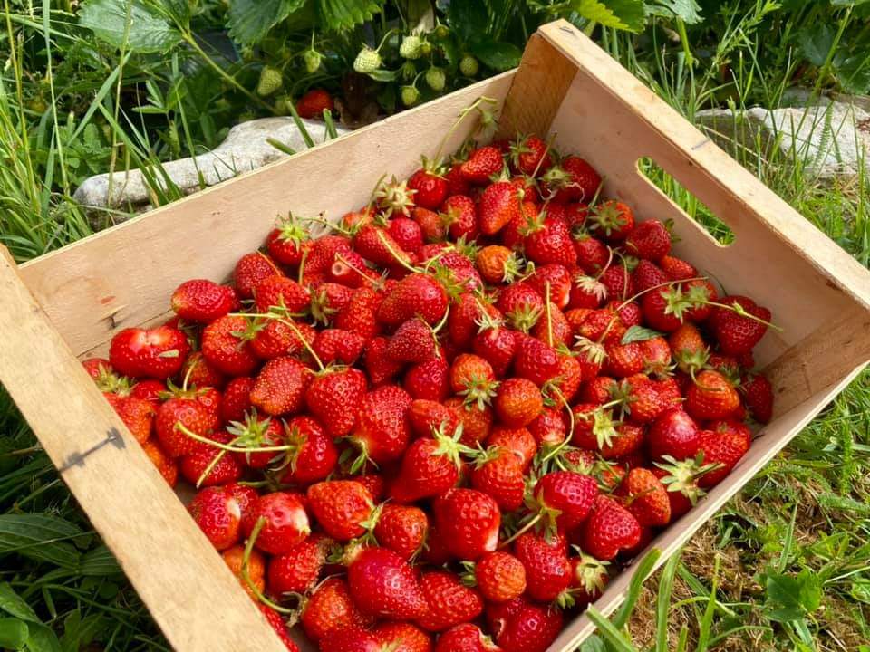 bergerebio's tweet photo. Nouveau projet en germe: fraiseraie avec cueillette directe sur notre ferme! https://t.co/NZ1qOf7xwl