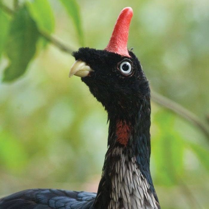 quackhonk's tweet image. pretty sure an anvil fell on this bird's head