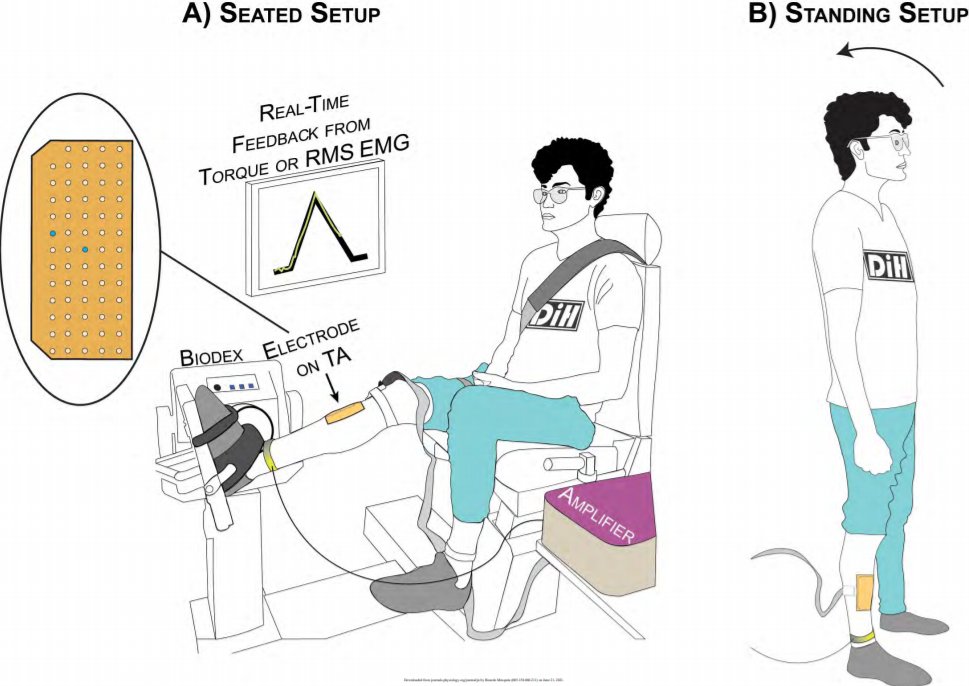 ricardoNOmesqui's tweet photo. This new study showed a similar estimation of the contribution of #PersistentInwardCurrents activity to motor neuron firing during standing vs sitting position
Inclusion criterion: Participants were asked to bring cool glasses on the experiment day 😎
https://t.co/QPshSMwvwb https://t.co/QAeCKzIyMH
