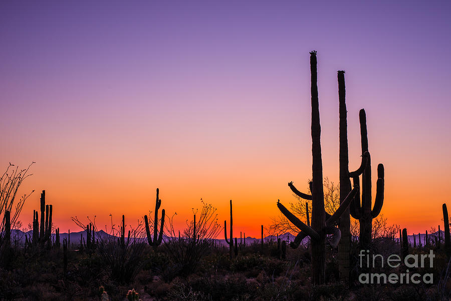 Check out Saguaro Sunset #Arizona #Tucson #cactus #desert #landscape #landscapephotography #photooftheday #desertlandscape @SaguaroNPS 
#SonoranDesert #ArizonaScenery @VisitTucsonAZ @ariztravel #interior #wallart #buyart #artforsale #explore #Nature #art
bit.ly/2SLyZ98