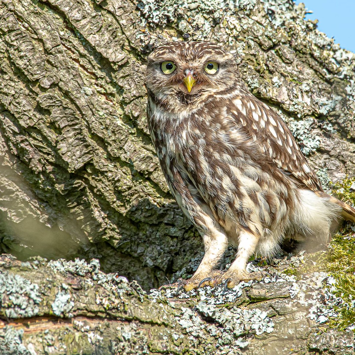 Jmitcheson1's tweet photo. Little owl from Durham moors #owls #birdsoftwitter #BBCWildlifePOTD #Springwatch https://t.co/RI3ImLi4Ry
