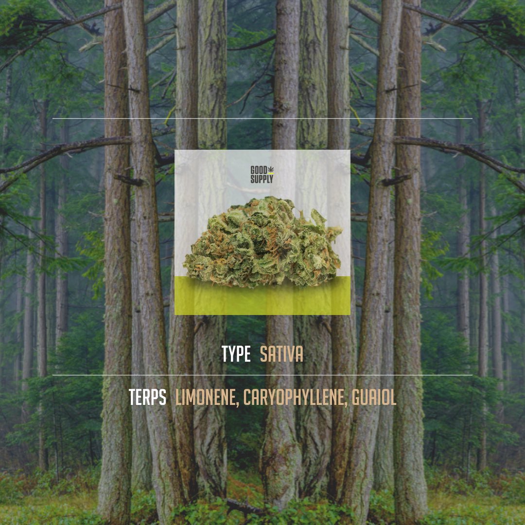 TREES Cannabis 🌲
#WeeklyTrim ✂️

✨Jean Guy✨
from <a href="/GoodSupplyCan/">Good Supply Cannabis</a>  
It truly is as they say - no gimmicks, just awesome nugs 🥦
✨Deep green, covered in frosty trichomes with a punchy citrus aroma
✨Energizing, uplifting &amp; cerebral
At your local TREES store until June 22 💚