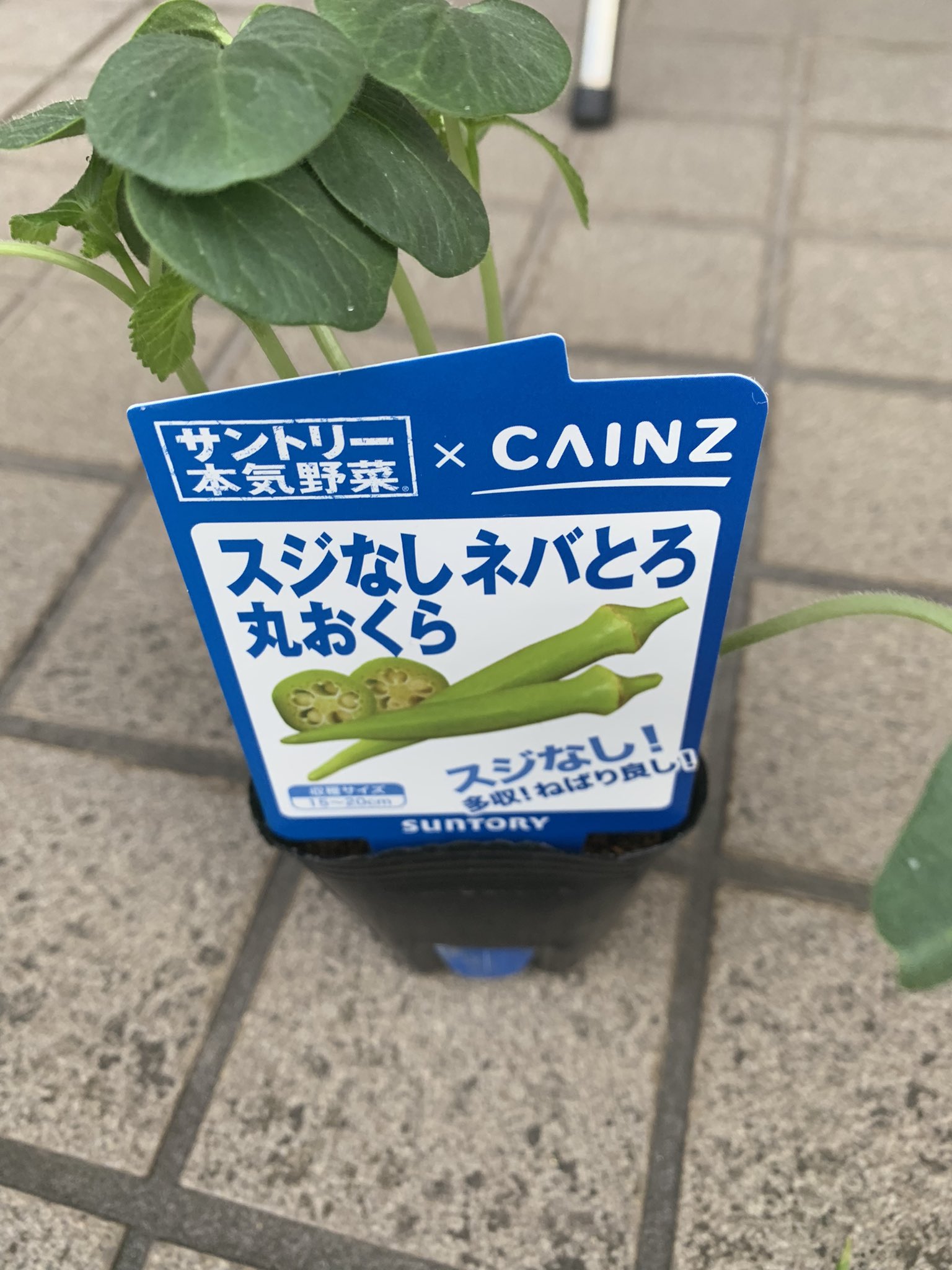 なるはるかぜ オクラ ホームセンターにて見かけました サントリー本気野菜とカインズのコラボ これは買わずにはいられない 庭の花壇 ジャガイモの跡地に植えました 家庭菜園 オクラ サントリー本気野菜 カインズ T Co Kowxjljtxm