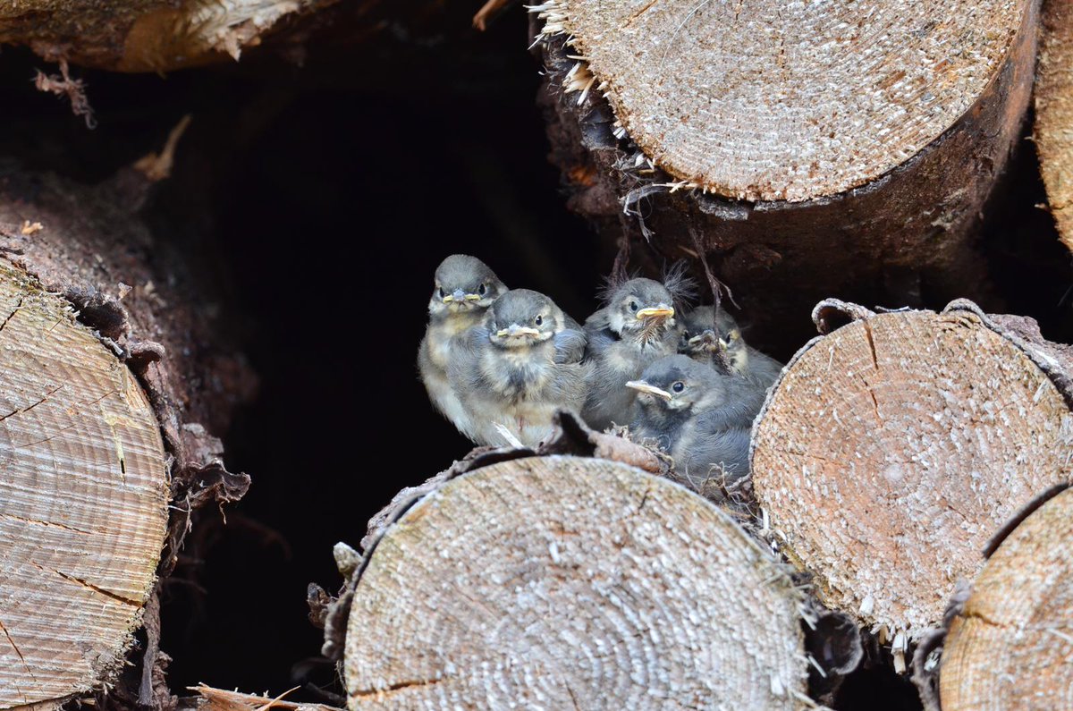 Lovely pied wagtail family nestled away in a pile of timber! Very well hidden until Mum and Dad came back and an eruption of noise was heard. <a href="/ChrisGPackham/">Chris Packham</a> <a href="/michaelastracha/">Michaela Strachan</a> #Springwatch #BirdsSeenIn2021