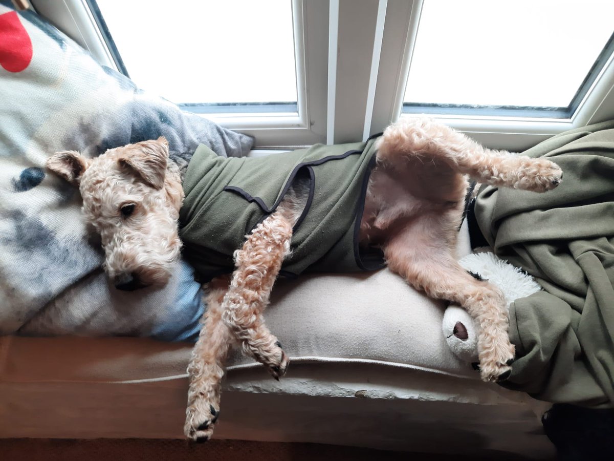 SomersetApps's tweet photo. @atasteofdevon Here's our office dog! 😴 https://t.co/zfGpJy8RCD