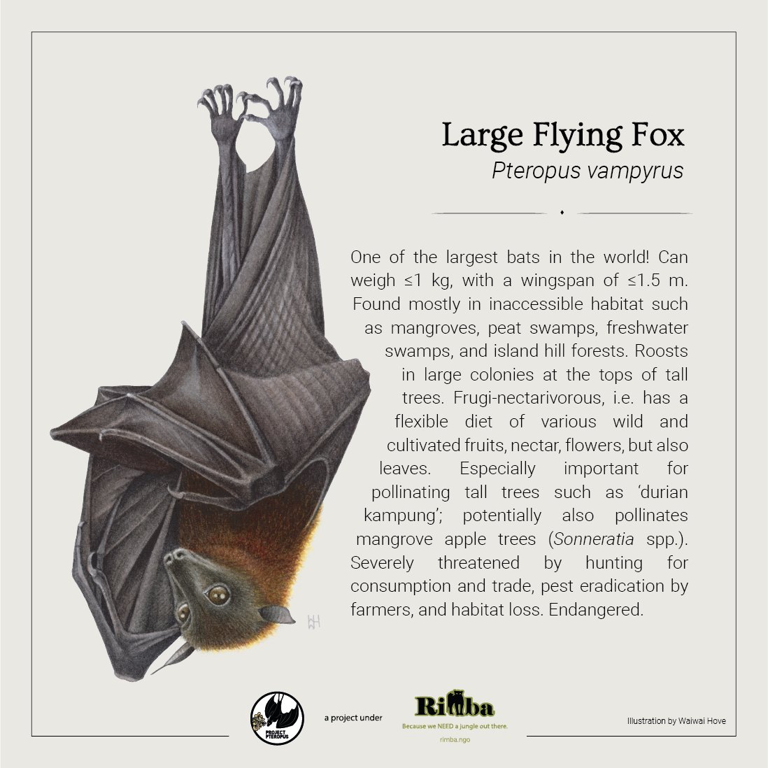 RimbaResearch's tweet photo. llustration by Waiwai Hove based on a photo by @sanjitpaalsingh. Conservation status based on the Red List of Mammals for Peninsular Malaysia.
#FlyingFox #Pteropusvampyrus #PollinatorWeek #ProjectPteropus #PollinatingBats #BatPollinators #FruitBats #Malaysia https://t.co/mBWYY4aQlM