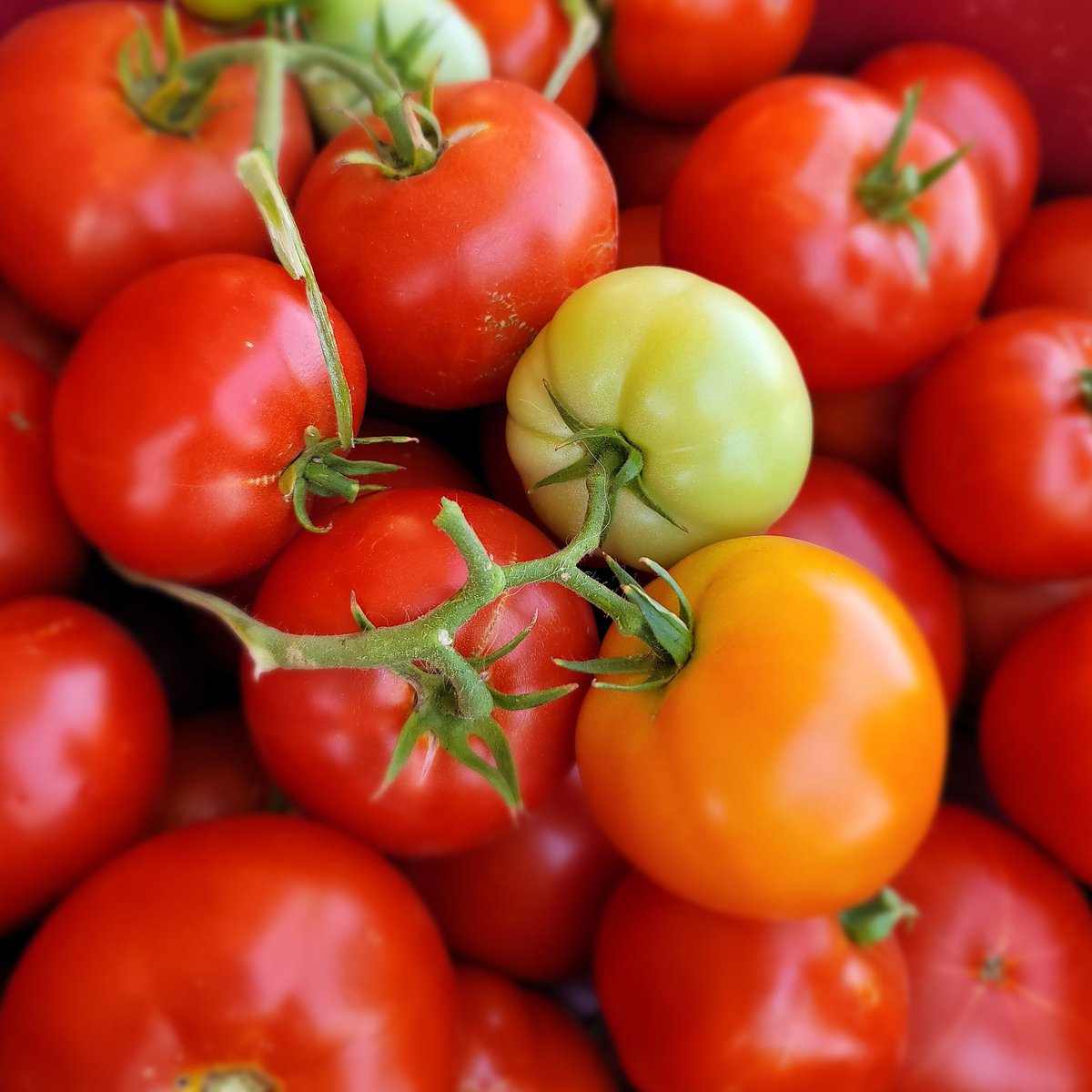 Delicious vine ripened tomatoes!  #fresh #vineripetomatoes