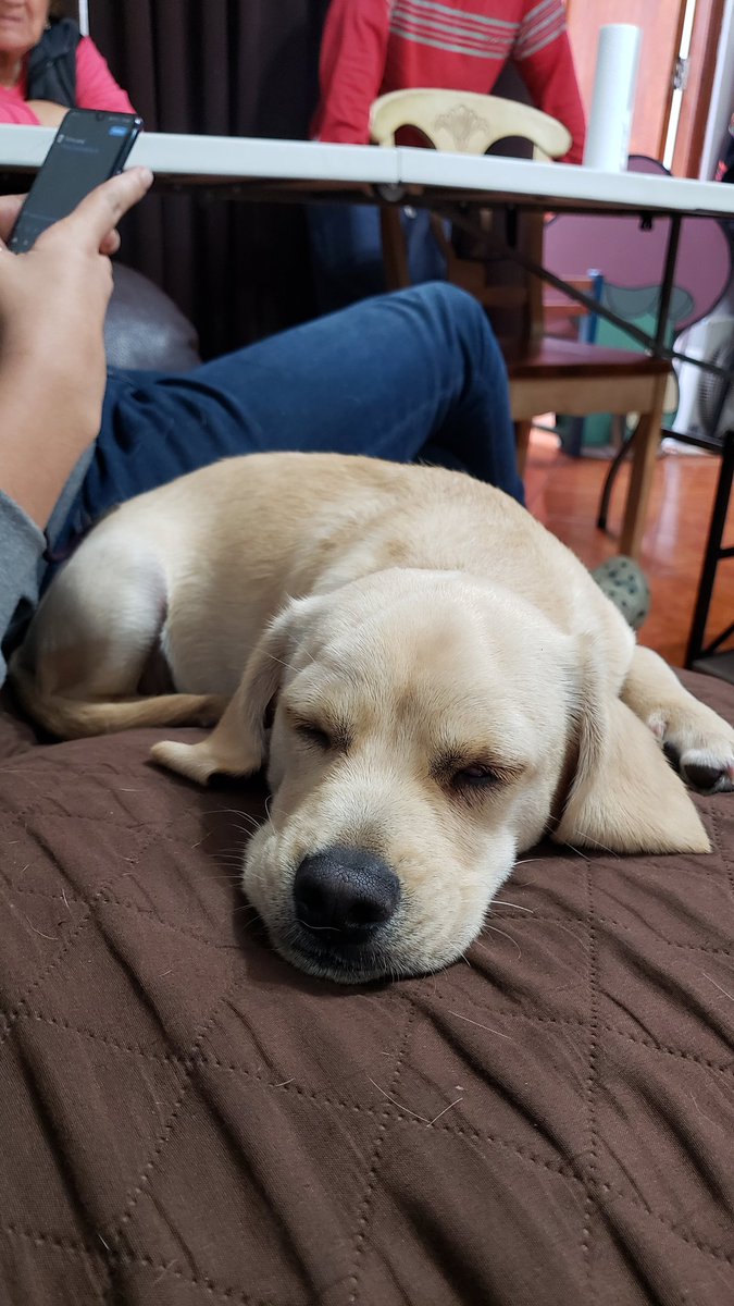 anne_cdlf's tweet photo. I'm in love!
#kenobi #MixBreed #UniqueBreed https://t.co/fTCFHaYe3i
