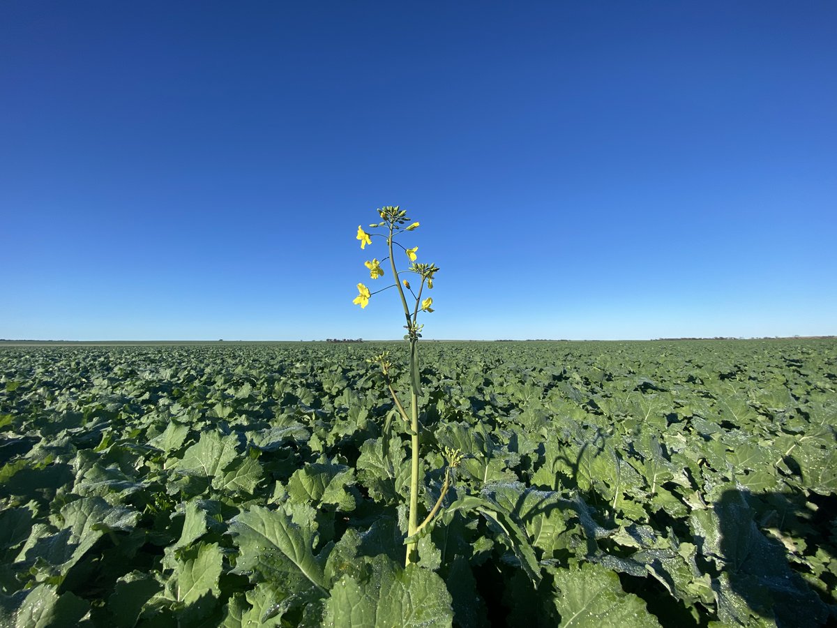 GrainBrokers_AU's tweet photo. The first bloom of canola in Miling, WA.
📷 by GBA Broker, Burke.

#GBA #grainbrokersaustralia #letsgrowtogether #agriculture #agribusiness #farming #farmers #weareausfarmers #GenerationAg #AllthingsAgriculture #grain #crop #letitgrow #seedling #growingthecrop #canola #miling #wa https://t.co/bO2nlTRqLo