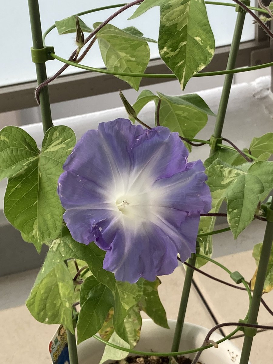 キッチン A Twitter おはよう 晴れー ちょっと曇ってきたよ 朝おきたら朝顔が 私の 世界に一つだけの花 さかさまの空 おーいsmapいつ集合 紫陽花も満開